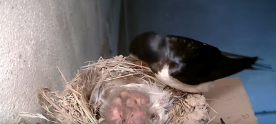 Screenshot 2025-07-04 at 21-52-25 (705) Hnízdění vlaštovek den po dni -- Swallows Nesting Day by Day - YouTube.png