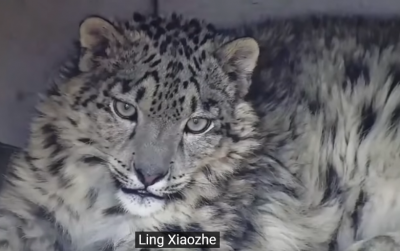 Screenshot 2025-07-15 at 13-47-54 (1264) Snow Leopard Ling Xiaozhe’s Miracle Recovery After Three Months Found - YouTube.png