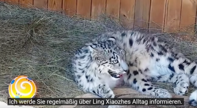 Screenshot 2025-07-18 at 12-34-44 (1418) Wie gut hat sich der fast tot gefundene Schneeleopard „Ling Xiaozhe“ nach 6 Monaten Pflege erholt - YouTube.png