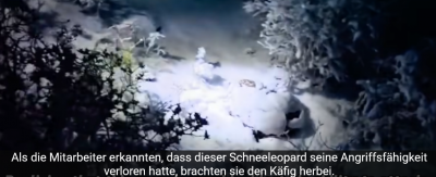 Screenshot 2025-09-04 at 21-46-50 (3780) Der gerettete Schneeleopard „Ling Xiaomang“ ist nach drei Monaten bester Freund von „Ling Xiaozhe“. - YouTube.png